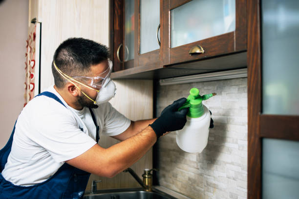 Wasp Removal Services in Lone Oak, TN