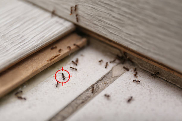 Best Wasp Removal Services  in Lone Oak, TN