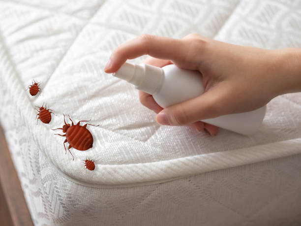 Best Affordable Pest Control Services  in Lone Oak, TN